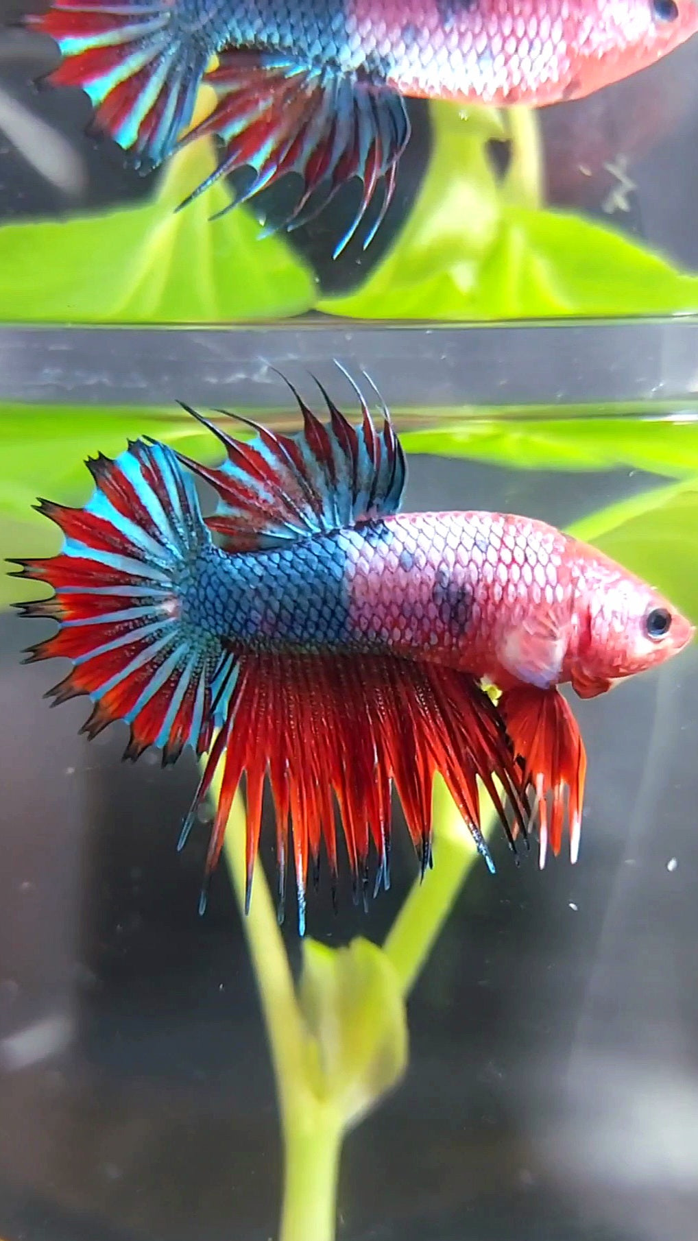 CTPK CROWNTAIL PLAKAT HELLBOY PURPLE FANCY RARE BETTA FISH