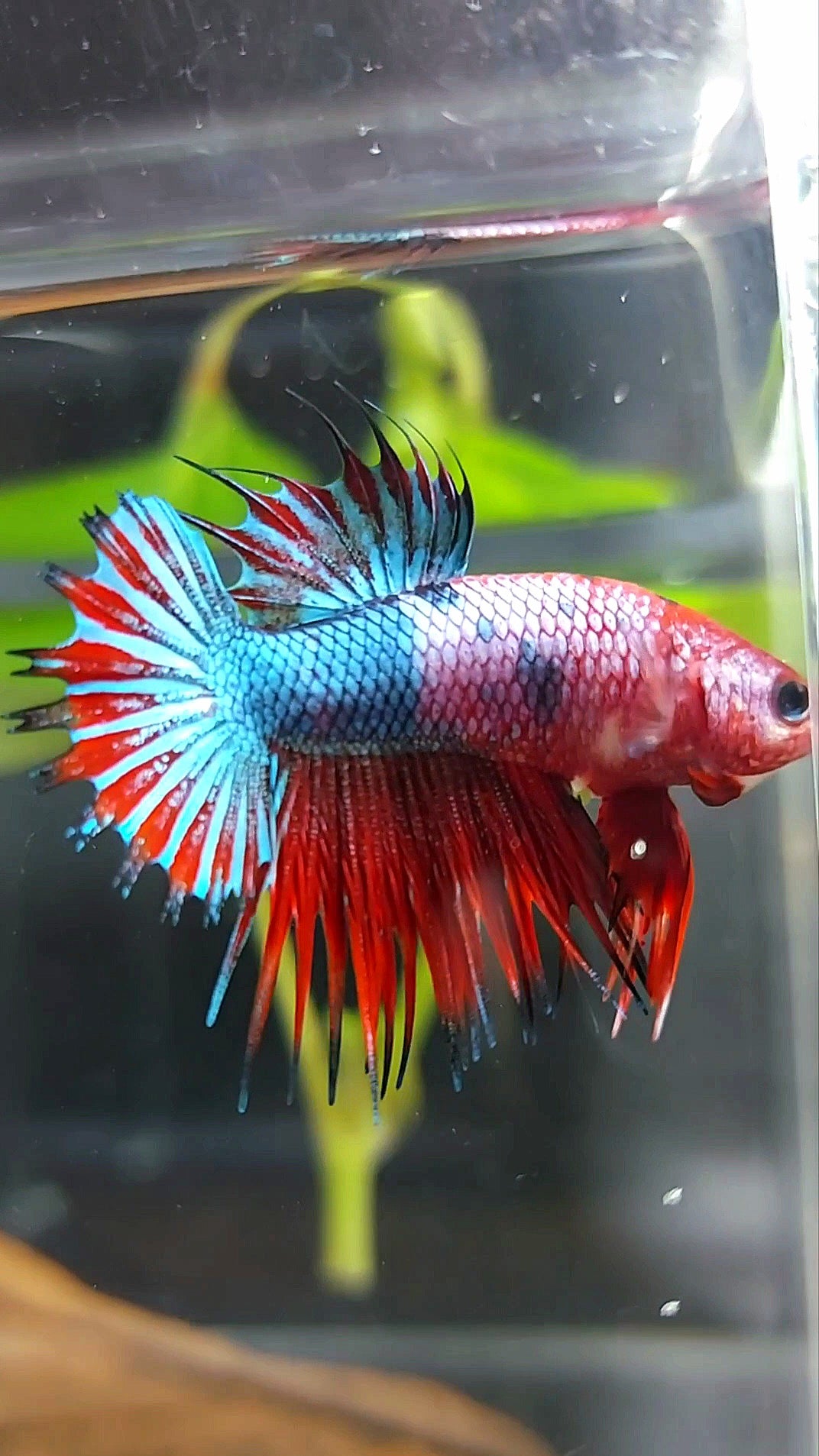 CTPK CROWNTAIL PLAKAT HELLBOY PURPLE FANCY RARE BETTA FISH