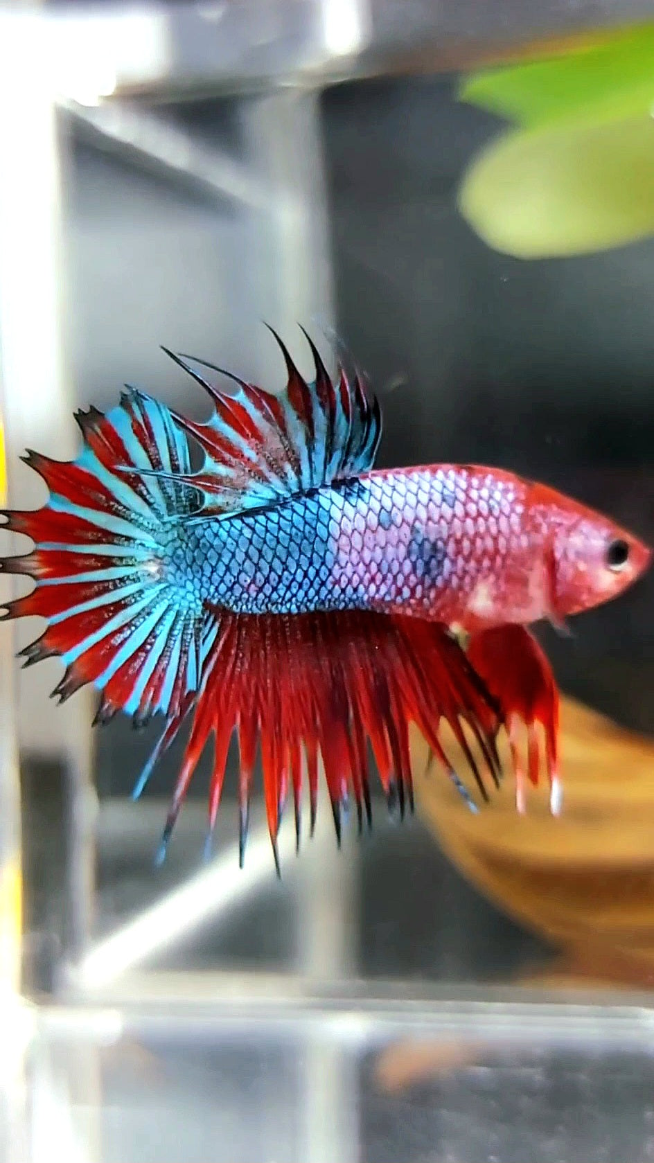 CTPK CROWNTAIL PLAKAT HELLBOY PURPLE FANCY RARE BETTA FISH