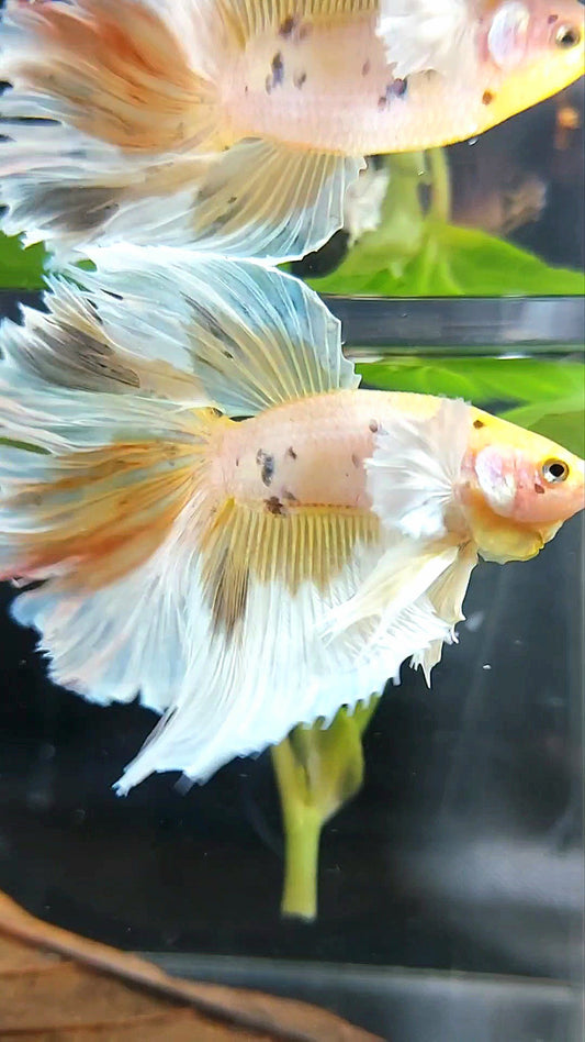 XL HALFMOON DUMBO EAR YELLOW WHITE MULTICOLOR BETTA FISH