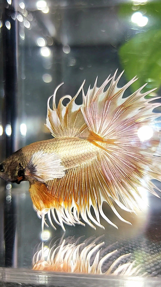 CROWNTAIL DUMBO EAR SUPER GOLD PREMIUM BETTA FISH