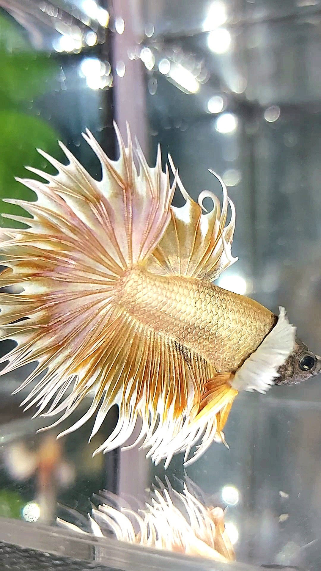 CROWNTAIL DUMBO EAR SUPER GOLD PREMIUM BETTA FISH