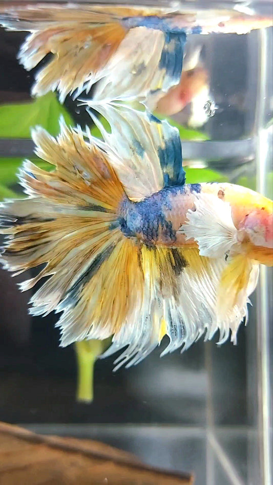 HALFMOON CROWNTAIL DUMBO EAR YELLOW BLUE MULTICOLOR RARE BETTA FISH