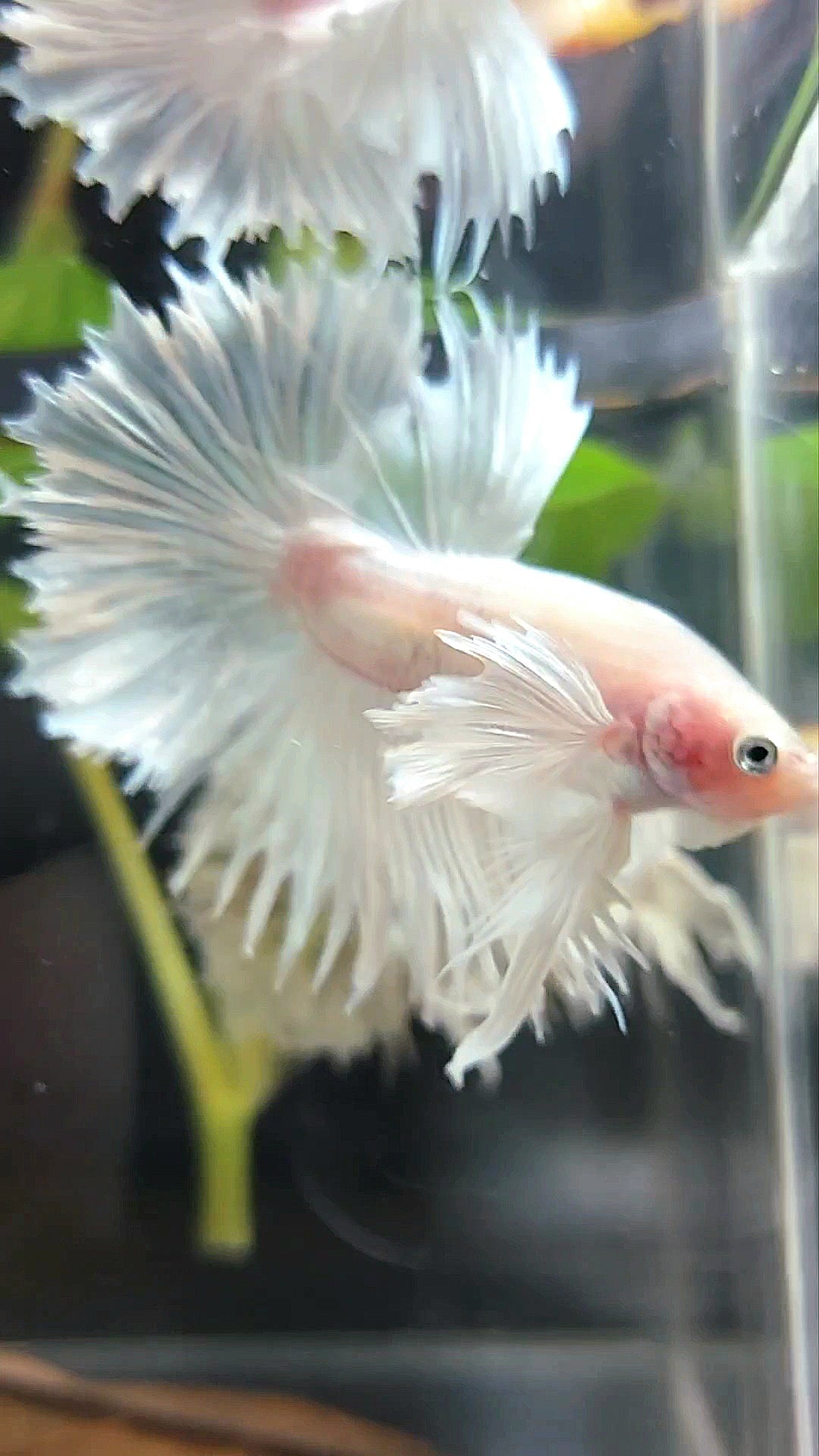 CROWNTAIL HALFSUN SUPER DUMBO EAR WHITE PLATINUM PREMIUM BETTA FISH