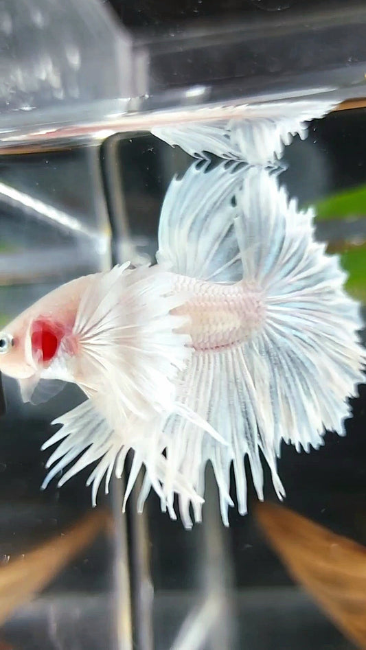 CROWNTAIL HALFSUN SUPER DUMBO EAR WHITE PLATINUM PREMIUM BETTA FISH