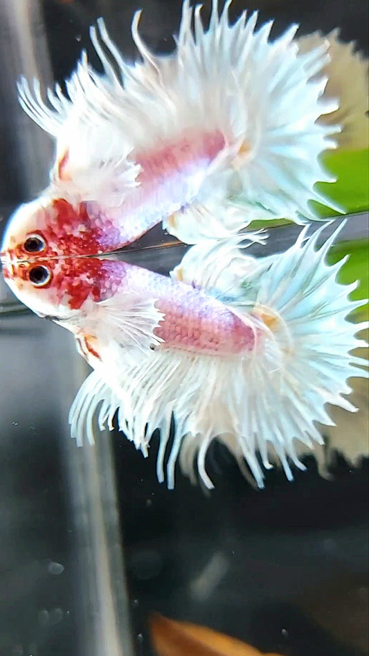 CROWNTAIL DUMBO EAR WHITE RED HEAD BETTA FISH