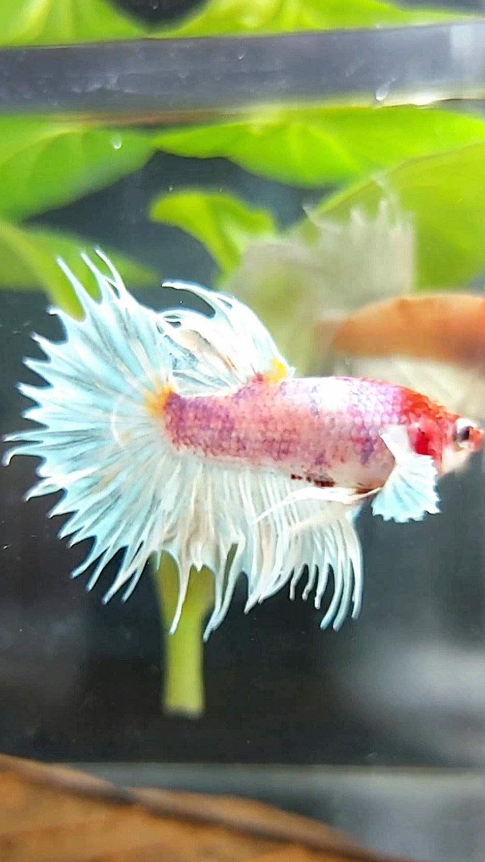 CROWNTAIL DUMBO EAR WHITE RED HEAD BETTA FISH
