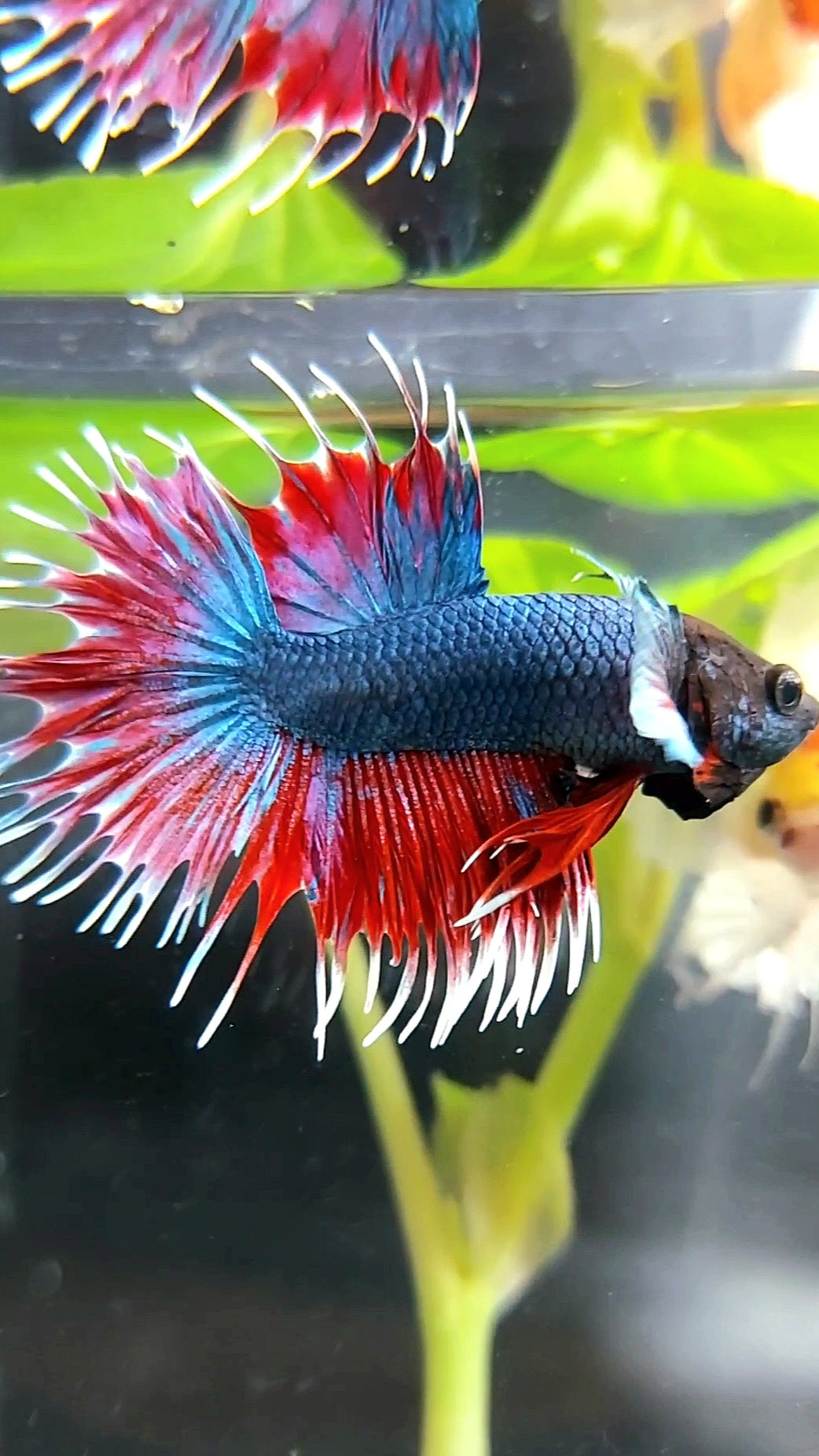 CROWNTAIL BIG EAR BLUE RED BETTA FISH