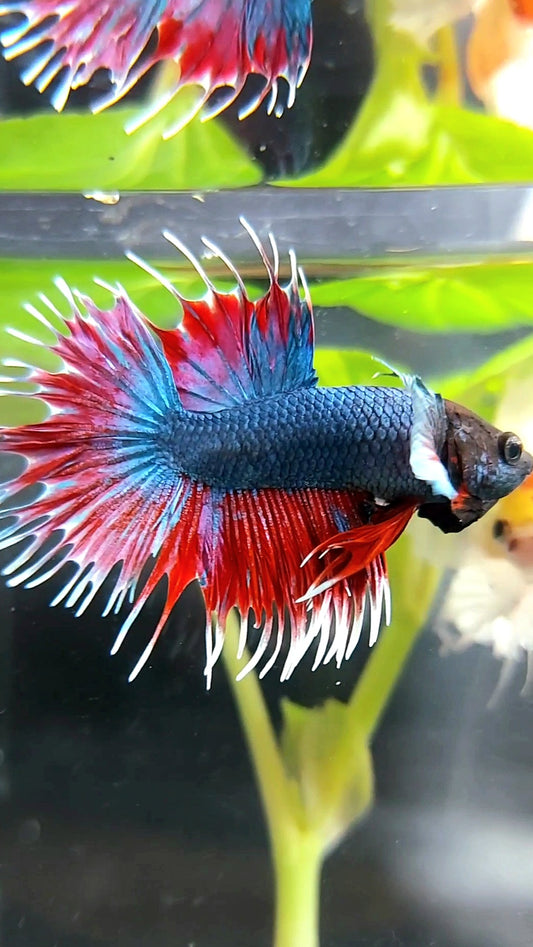CROWNTAIL BIG EAR BLUE RED BETTA FISH