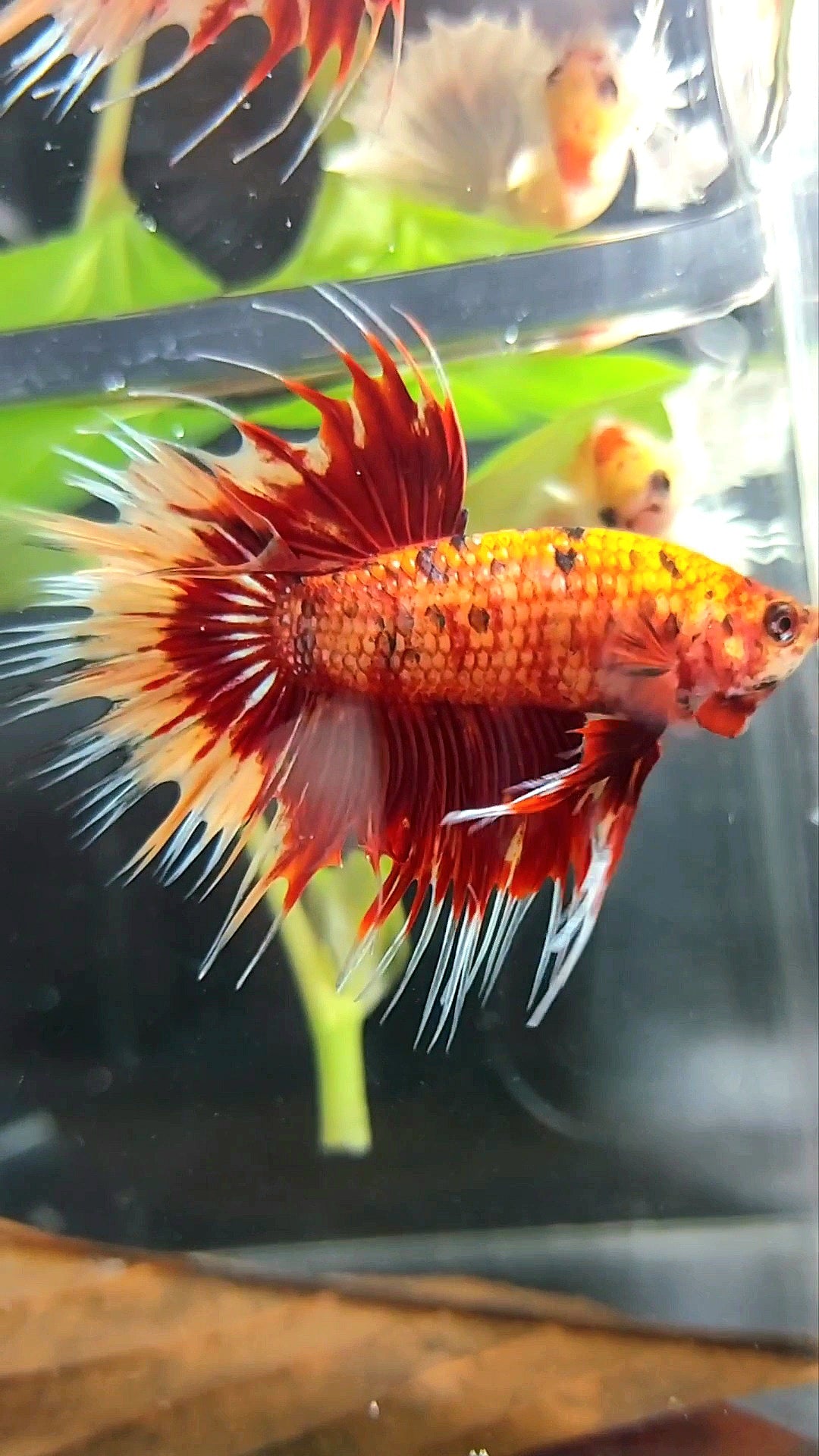 CROWNTAIL ORANGE TIGER MULTICOLOR BETTA FISH