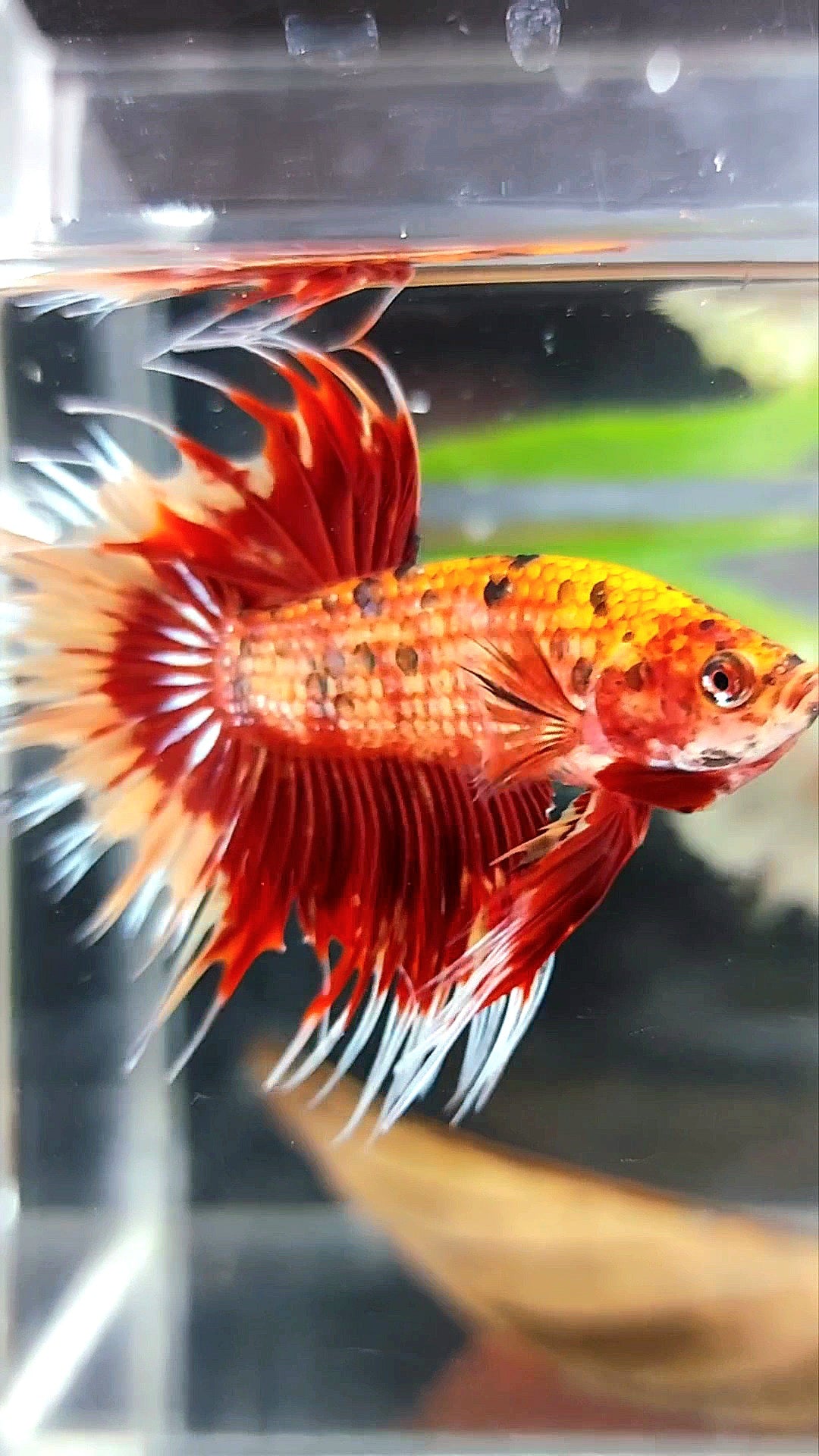 CROWNTAIL ORANGE TIGER MULTICOLOR BETTA FISH