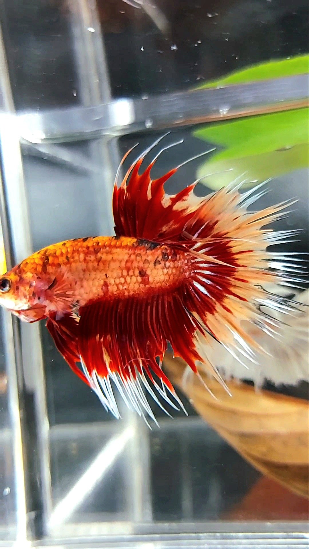 CROWNTAIL ORANGE TIGER MULTICOLOR BETTA FISH