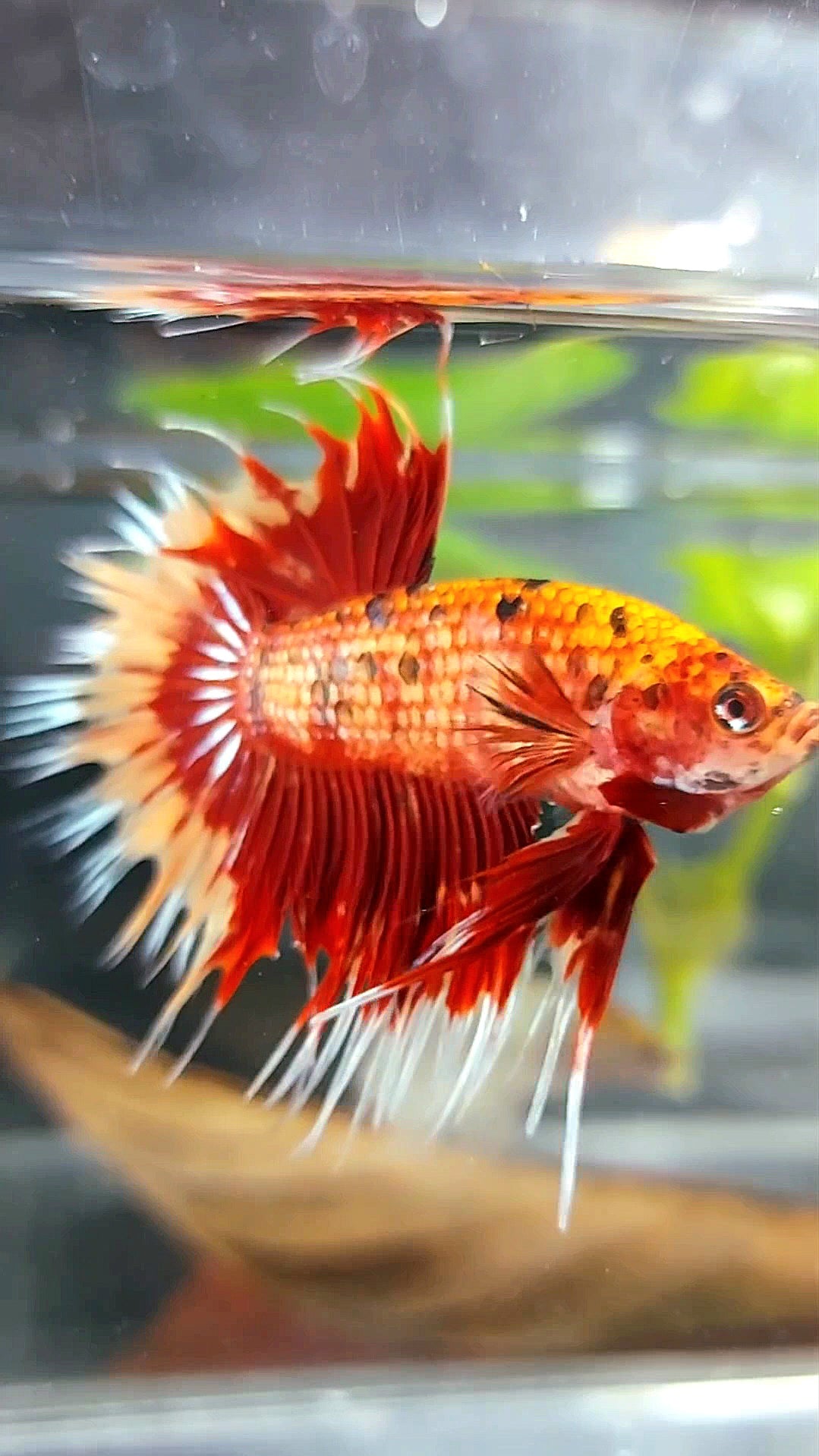 CROWNTAIL ORANGE TIGER MULTICOLOR BETTA FISH