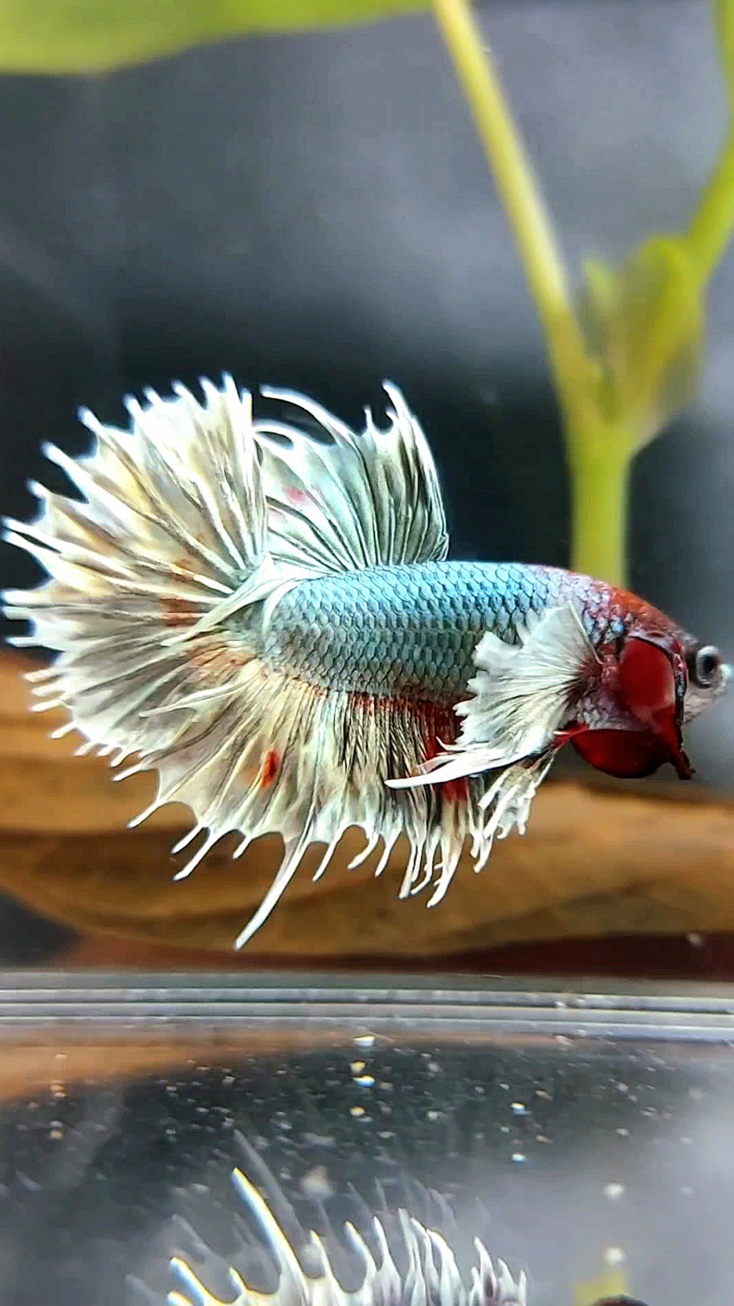 CROWNTAIL DUMBO EAR COPPER ARMY BETTA FISH