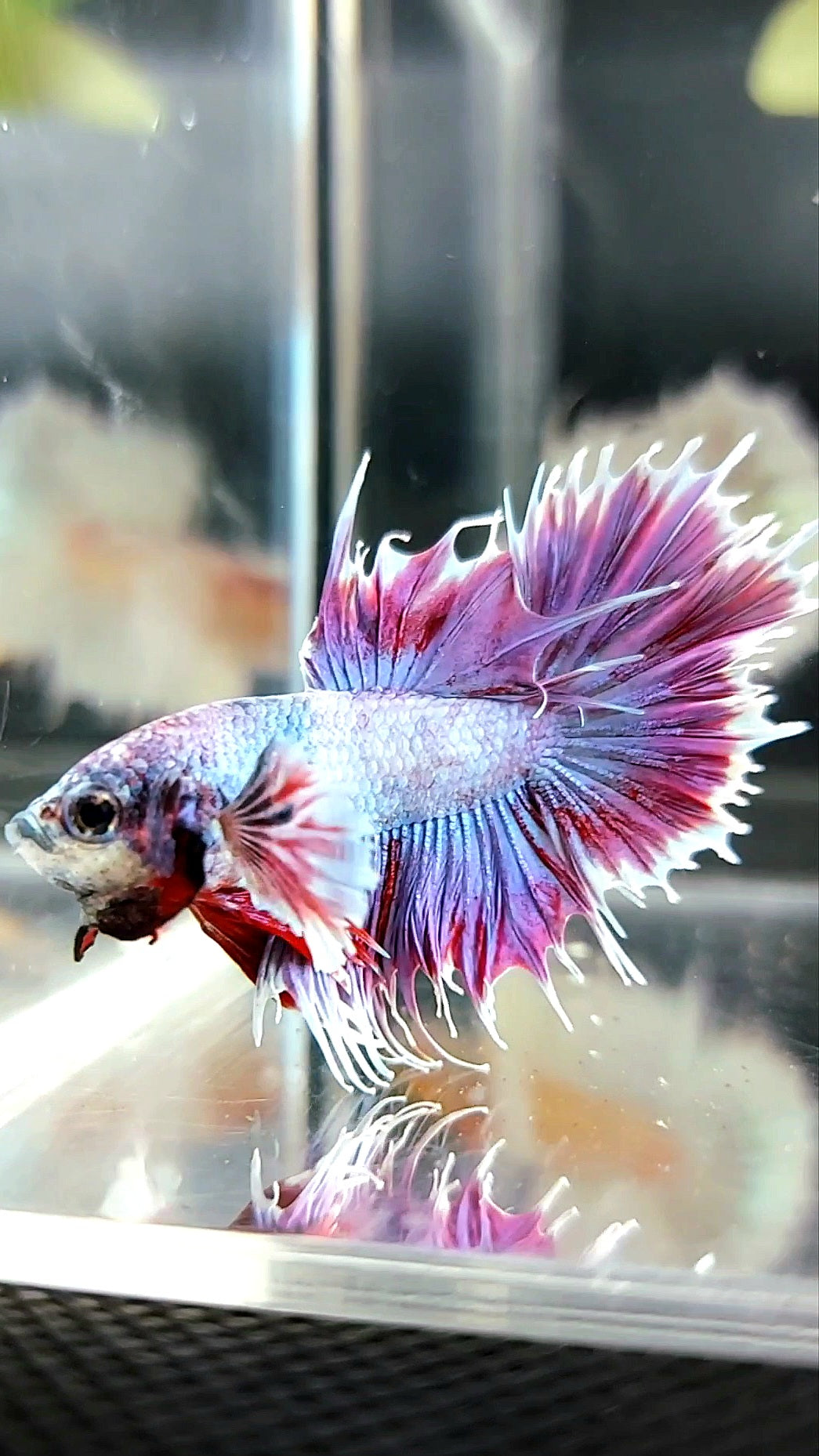 CROWNTAIL DUMBO EAR PURPLE COLOR RARE BETTA FISH