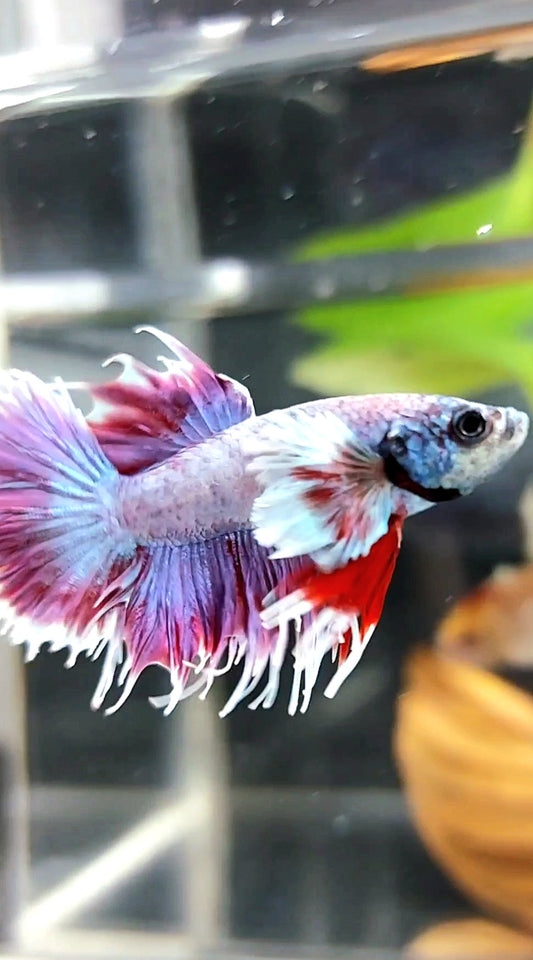 CROWNTAIL DUMBO EAR PURPLE COLOR RARE BETTA FISH