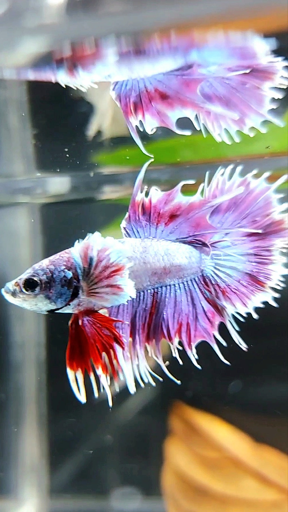 CROWNTAIL DUMBO EAR PURPLE COLOR RARE BETTA FISH