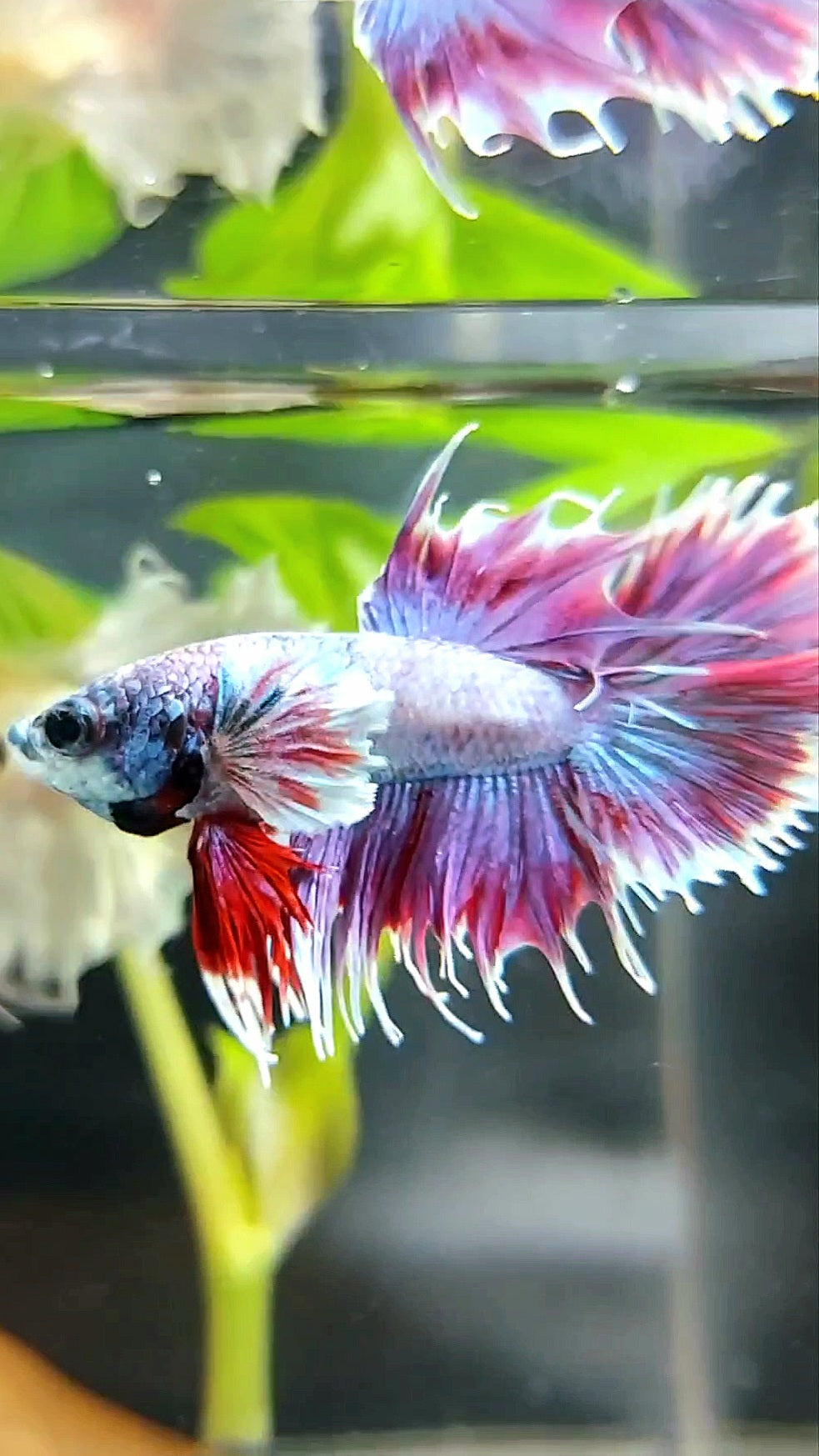 CROWNTAIL DUMBO EAR PURPLE COLOR RARE BETTA FISH