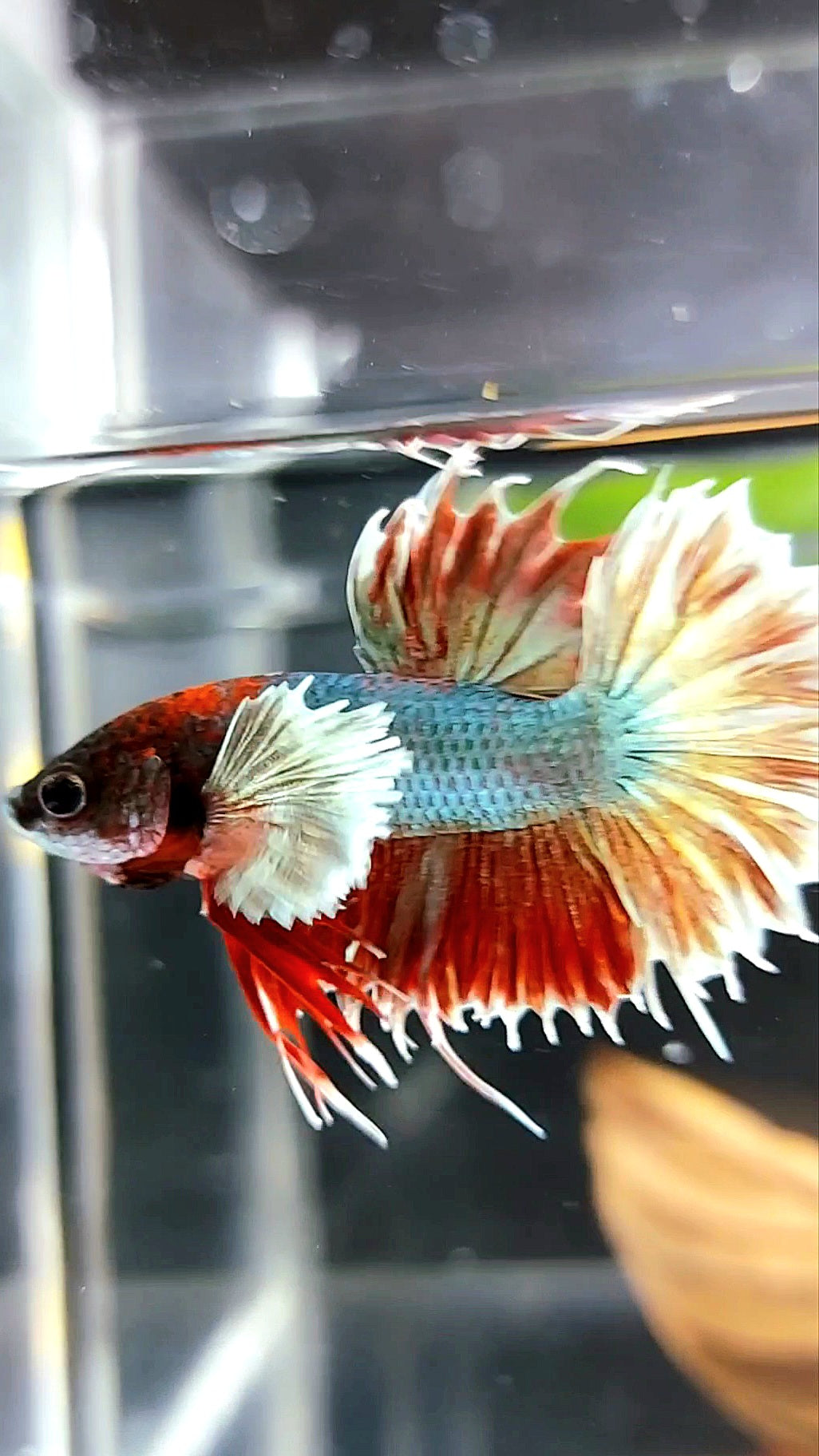 CROWNTAIL DUMBO EAR RED COPPER BETTA FISH