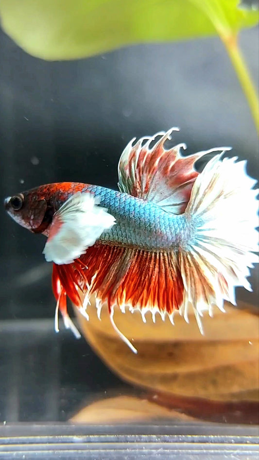 CROWNTAIL DUMBO EAR RED COPPER BETTA FISH