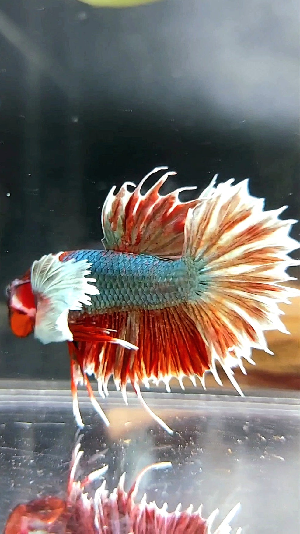 CROWNTAIL DUMBO EAR RED COPPER BETTA FISH