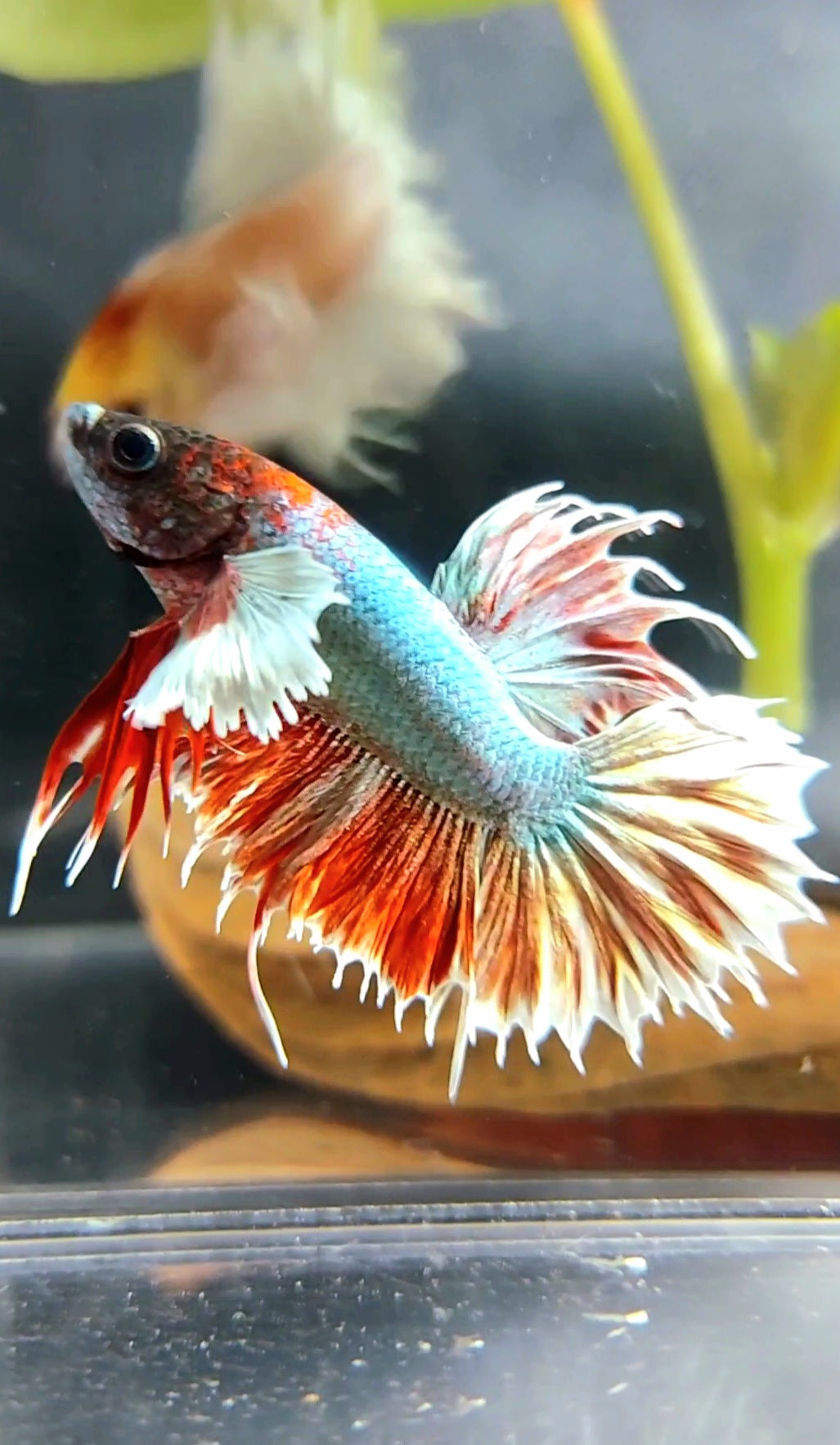 CROWNTAIL DUMBO EAR RED COPPER BETTA FISH