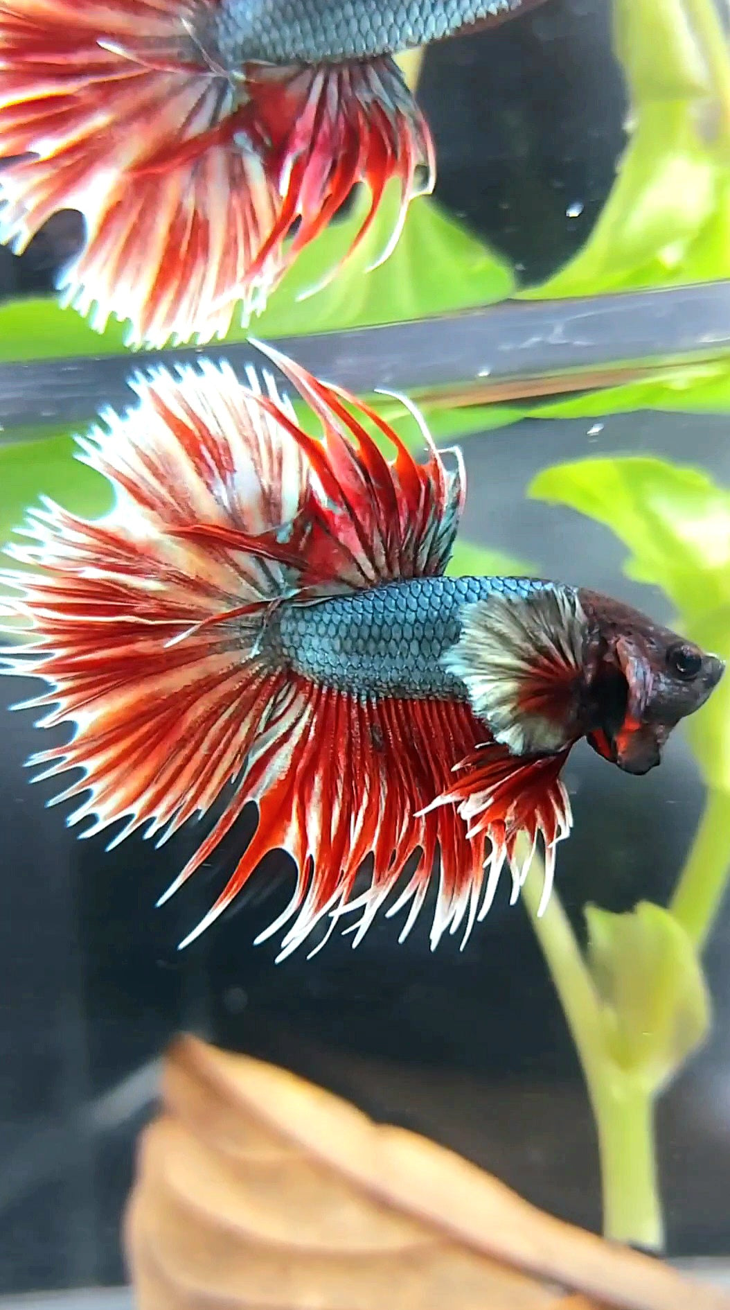 CROWNTAIL DUMBO EAR RED COPPER BETTA FISH