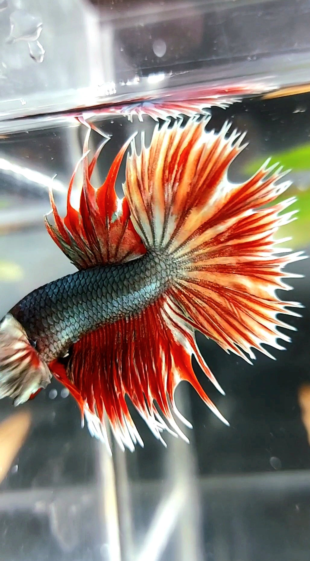 CROWNTAIL DUMBO EAR RED COPPER BETTA FISH