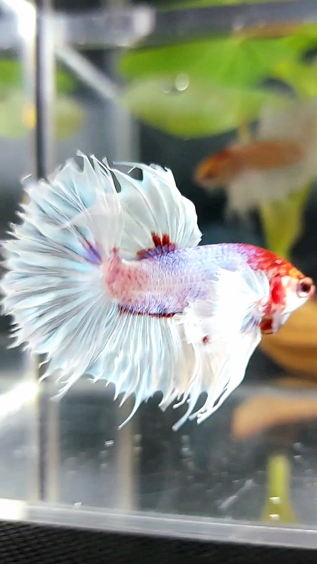 CROWNTAIL SUPER DUMBO EAR WHITE RED HEAD BETTA FISH