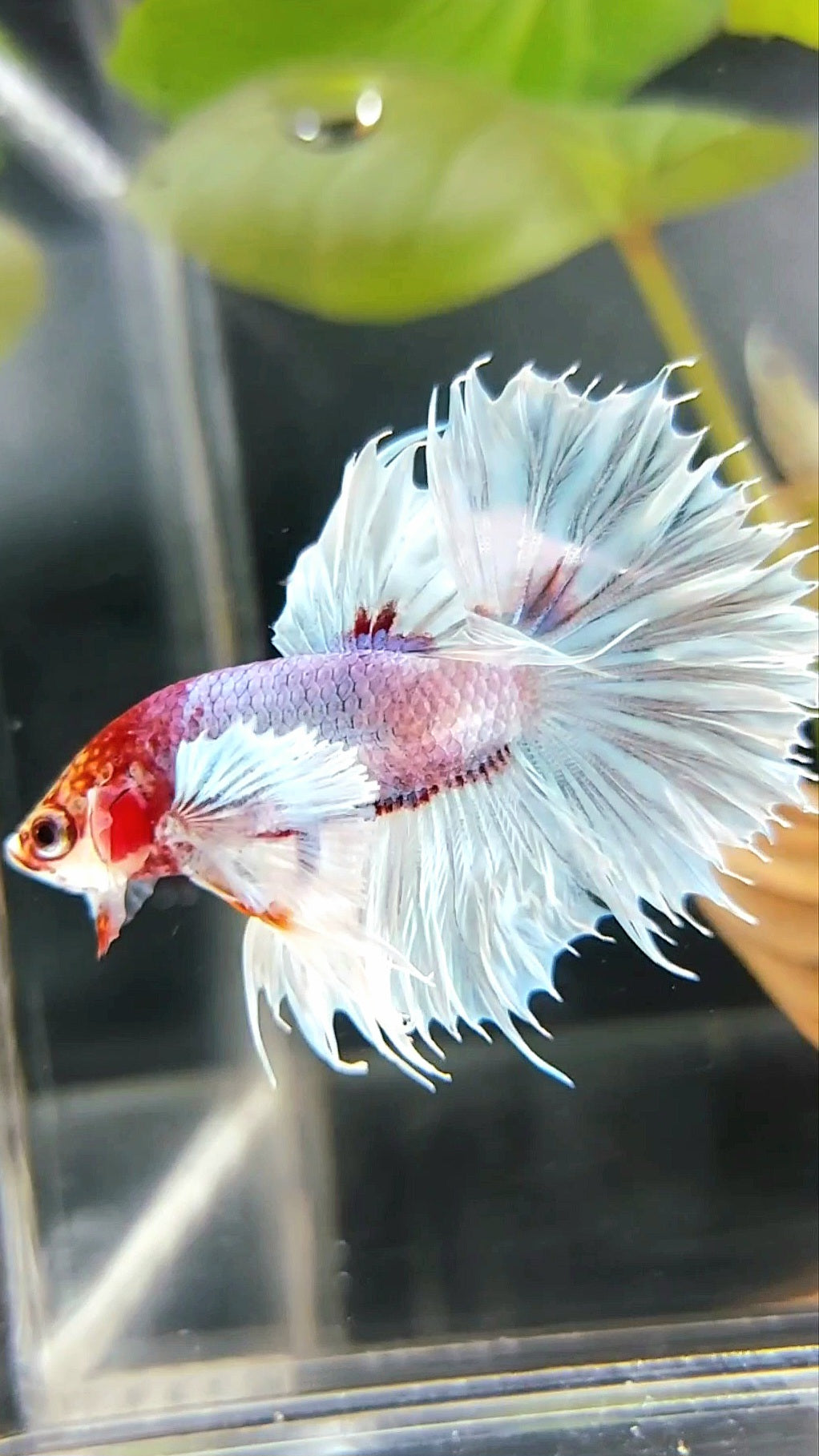 CROWNTAIL SUPER DUMBO EAR WHITE RED HEAD BETTA FISH
