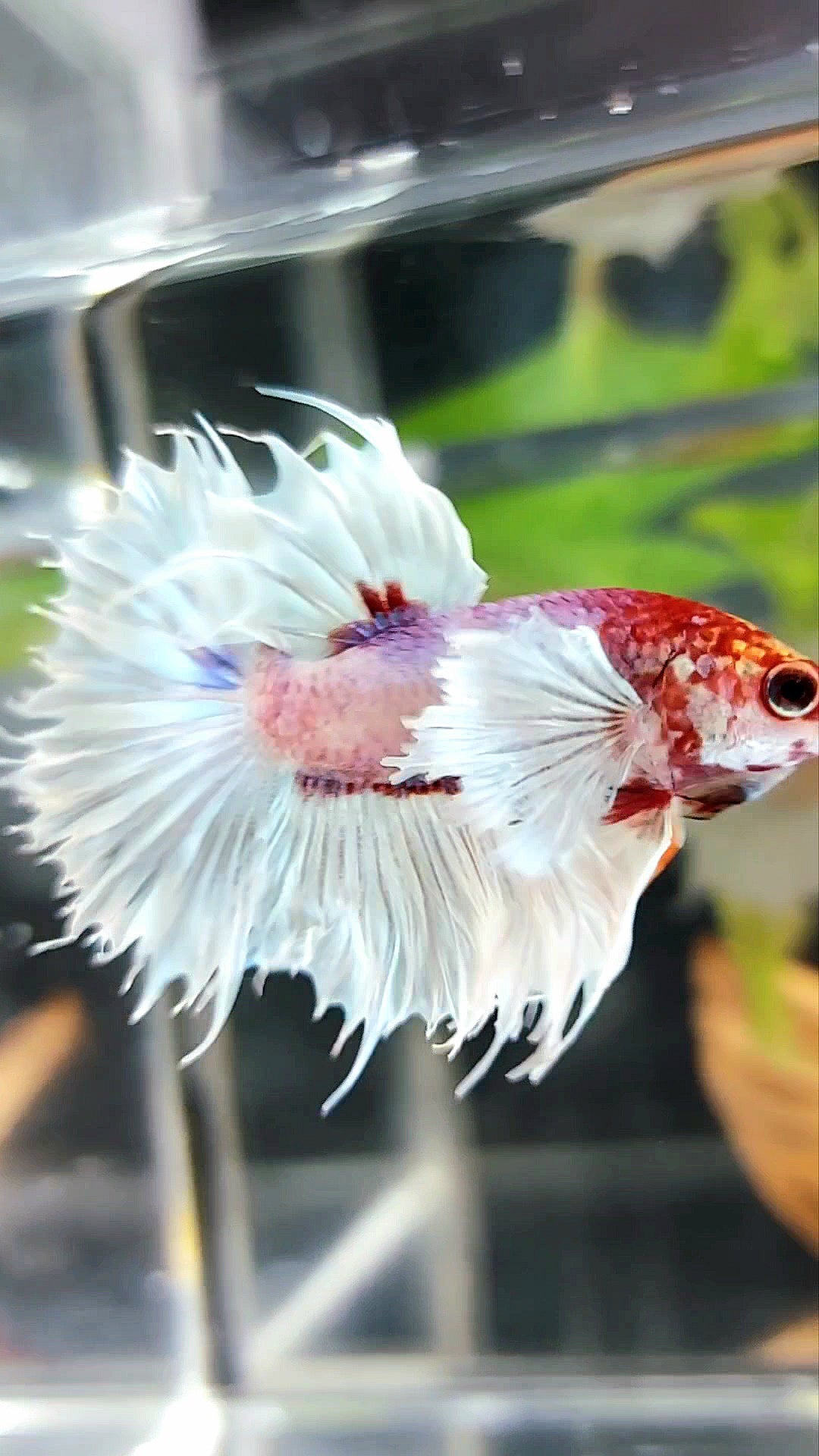 CROWNTAIL SUPER DUMBO EAR WHITE RED HEAD BETTA FISH