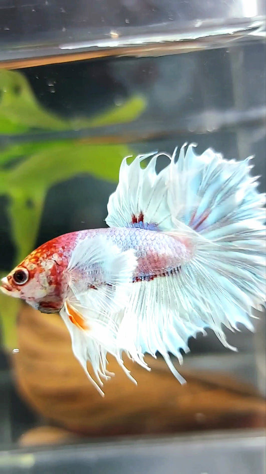 CROWNTAIL SUPER DUMBO EAR WHITE RED HEAD BETTA FISH