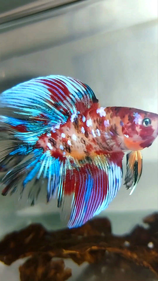 HALFMOON DOUBLE TAIL KOI GALAXY MULTICOLOR SELTENER BETTA-FISCH