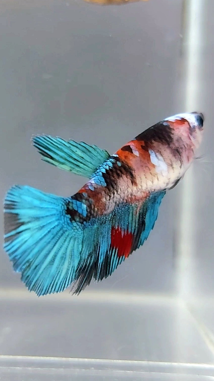 FEMALE HALFMOON KOI GALAXY MULTICOLOR BETTA FISH