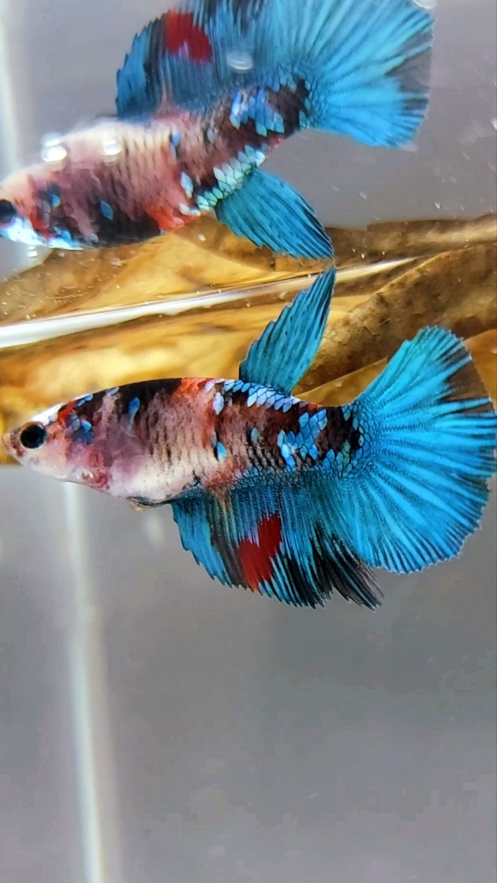 FEMALE HALFMOON KOI GALAXY MULTICOLOR BETTA FISH