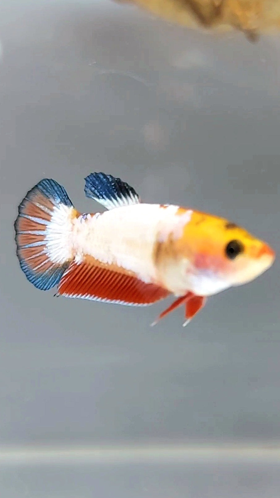 WEIBLICHER PLAKAT WEISSER SCHUPPEN-BETTA-FISCH