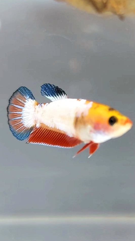 WEIBLICHER PLAKAT WEISSER SCHUPPEN-BETTA-FISCH