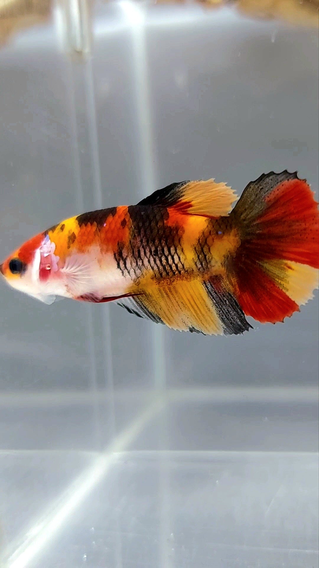 FEMALE HALFMOON ORANGE NEMO TIGER CLASSIC MULTICOLOR BETTA FISH