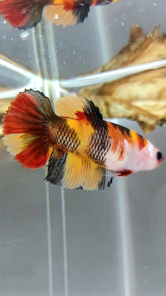 WEIBLICHER HALFMOON ORANGE NEMO TIGER KLASSISCHER MEHRFARBIGER BETTA-FISCH