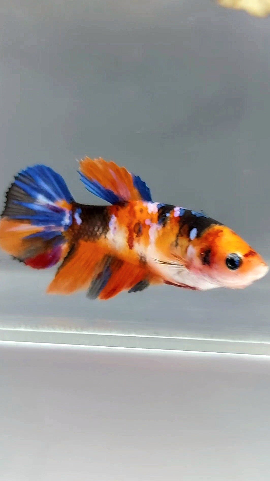FEMALE HALFMOON ORANGE KOI GALAXY MULTICOLOR BETTA FISH
