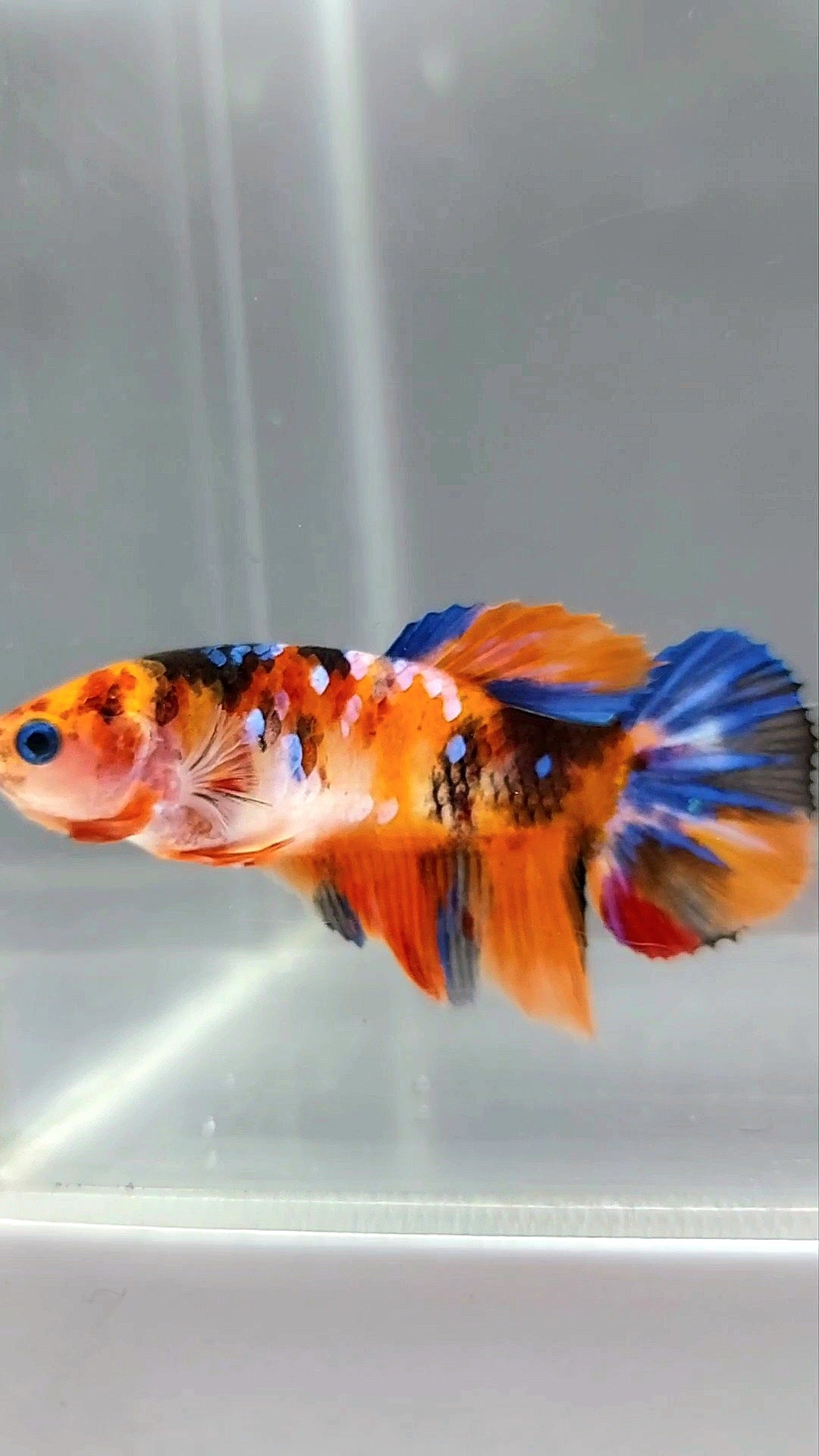 FEMALE HALFMOON ORANGE KOI GALAXY MULTICOLOR BETTA FISH