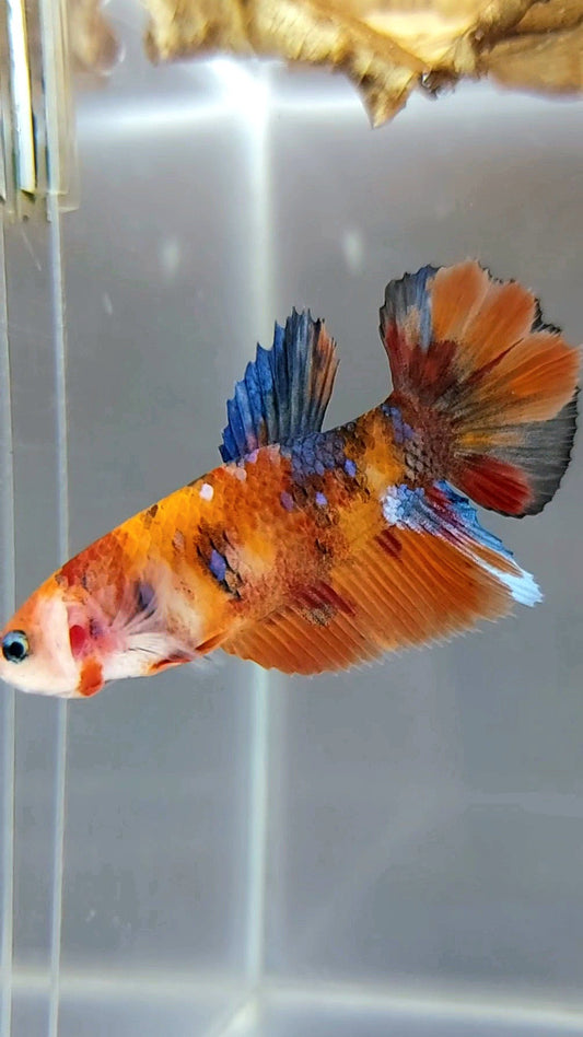 WEIBLICHER HALFMOON ORANGE KOI GALAXY MULTICOLOR BETTA FISCH