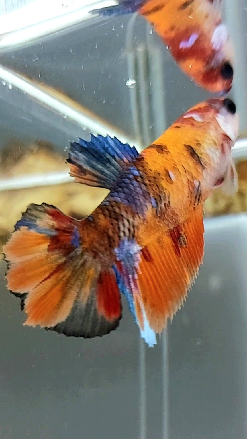 WEIBLICHER HALFMOON ORANGE KOI GALAXY MULTICOLOR BETTA FISCH
