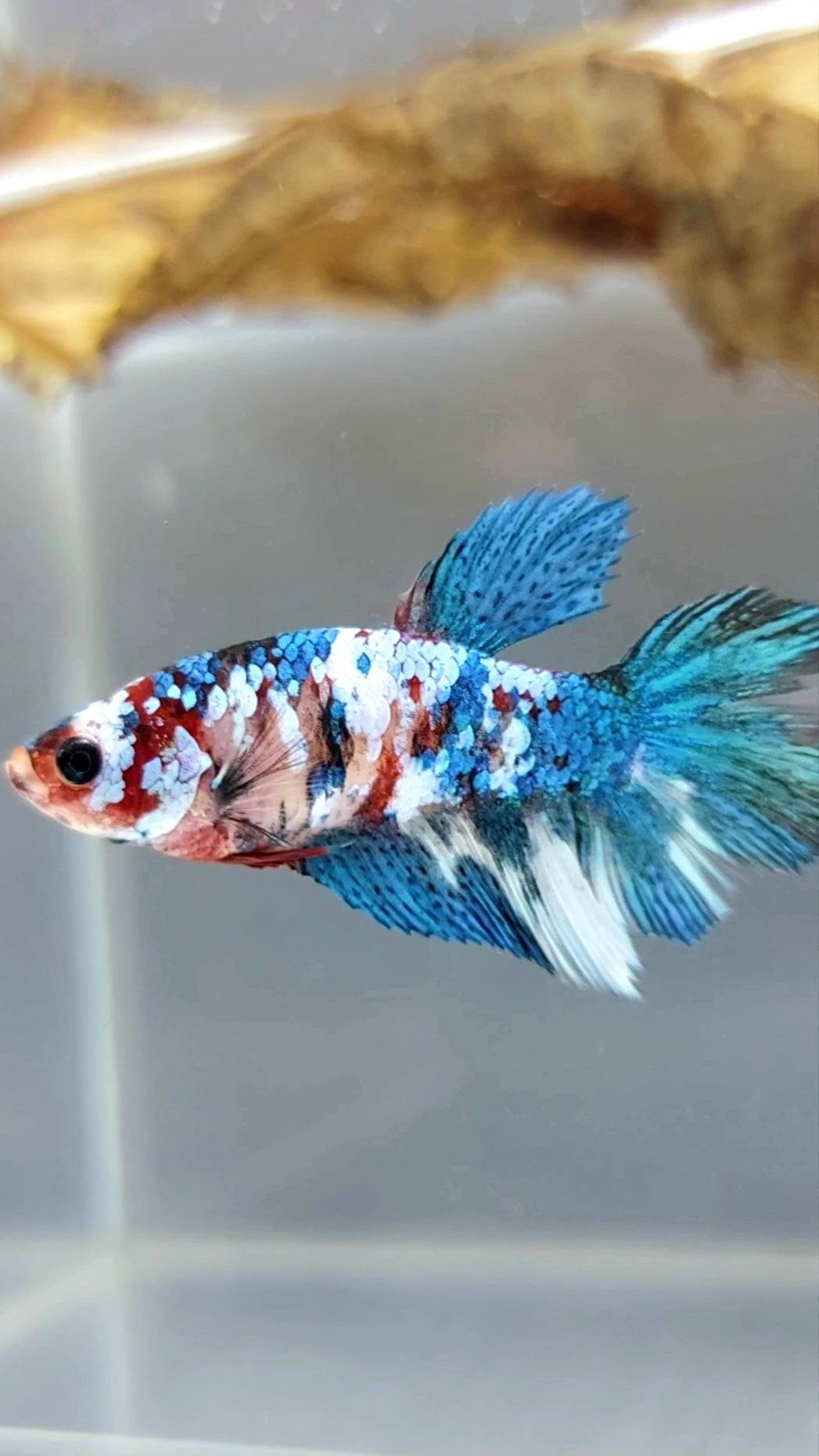FEMALE HALFMOON MARBLE KOI GALAXY MULTICOLOR BETTA FISH