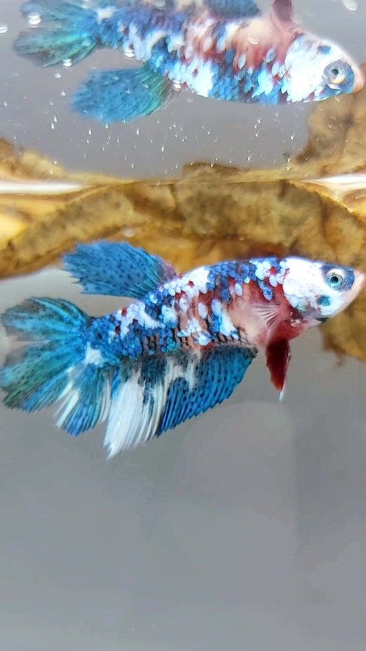 WEIBLICHER HALFMOON-MARMOR-KOI-GALAXY-MEHRFARBIGER BETTA-FISCH