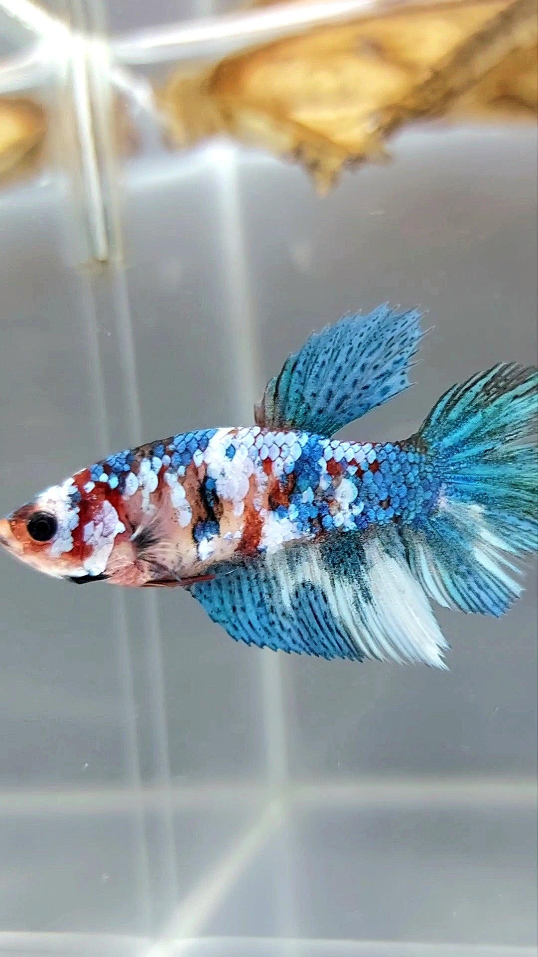 FEMALE HALFMOON MARBLE KOI GALAXY MULTICOLOR BETTA FISH