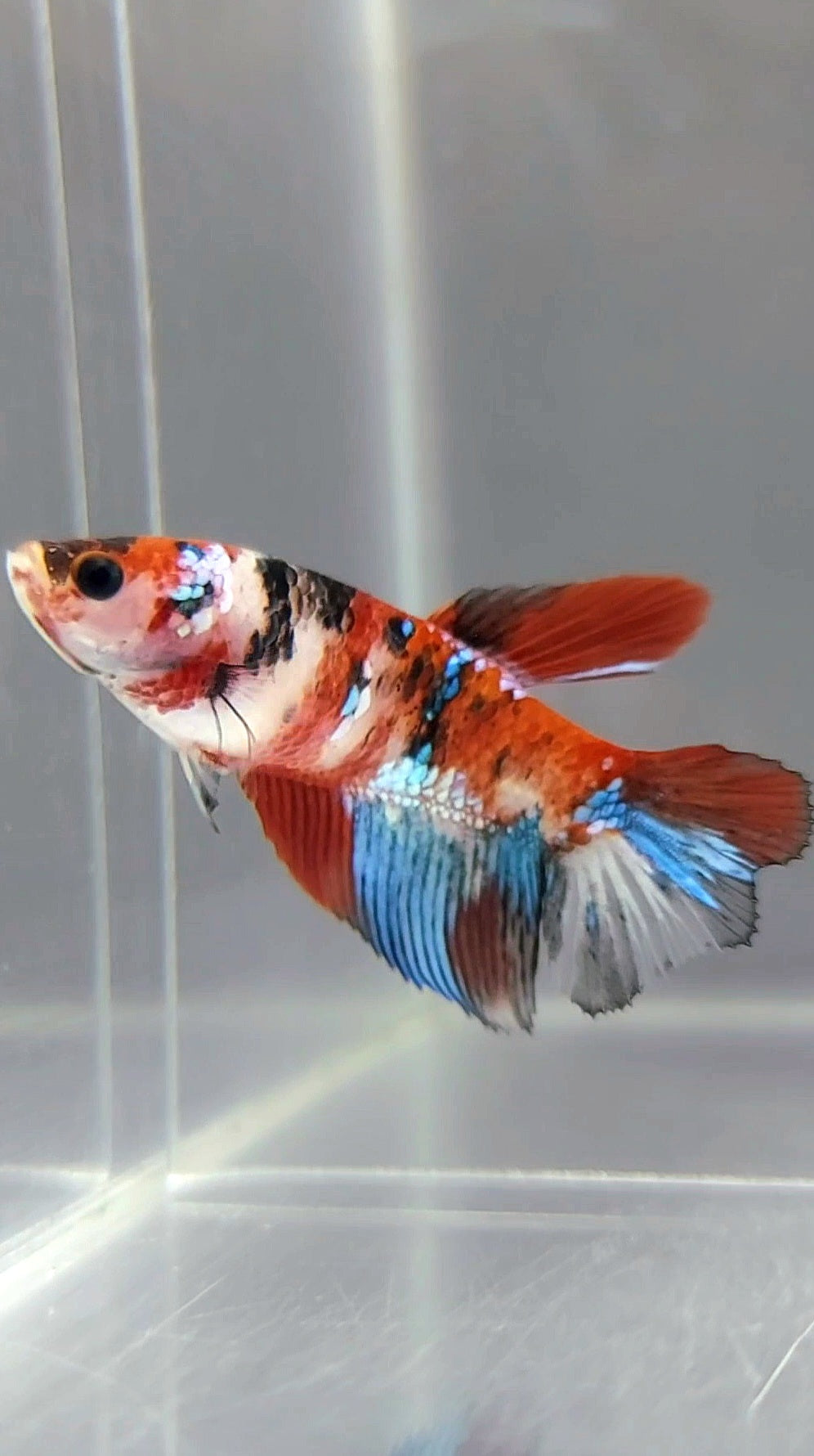 WEIBLICHER HALFMOON RED KOI GALAXY MULTICOLOR BETTA FISCH