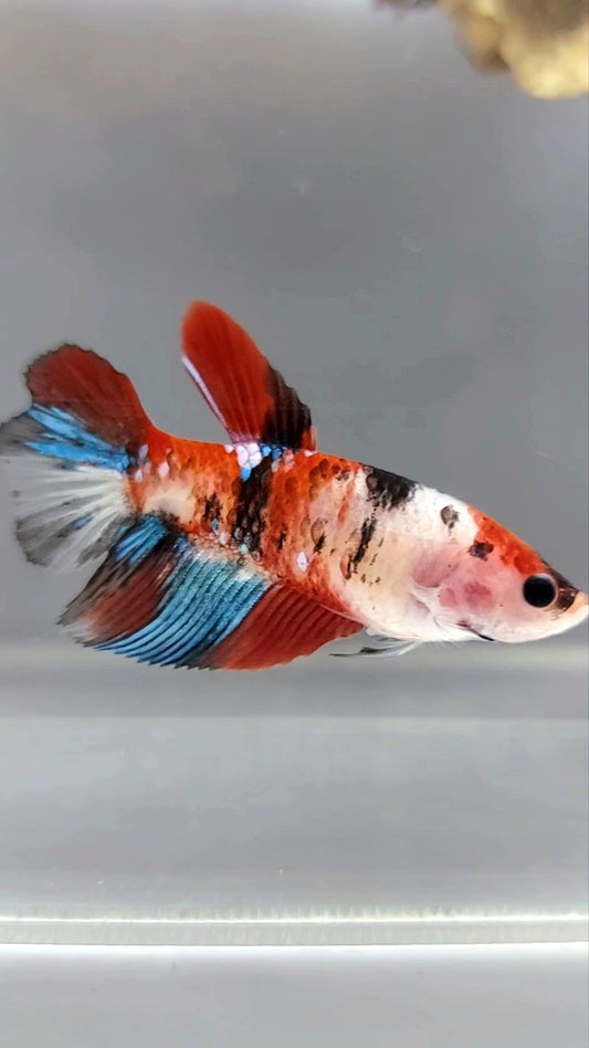 WEIBLICHER HALFMOON RED KOI GALAXY MULTICOLOR BETTA FISCH