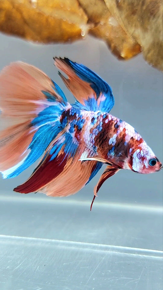 HALFMOON NEMO GALAXY MULTICOLOR BETTA FISCH