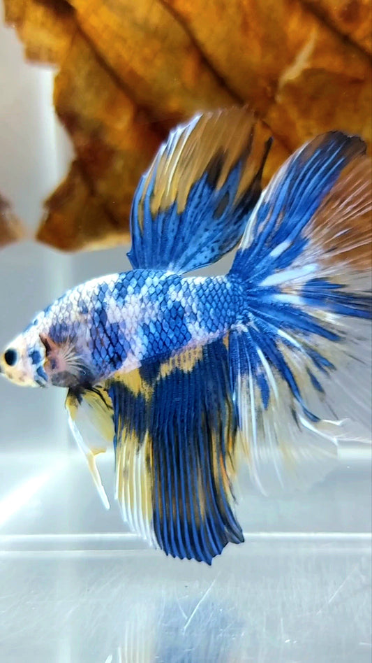 HALBMONDGELBBLAUER MARMOR MEHRFARBIGER BETTA-FISCH